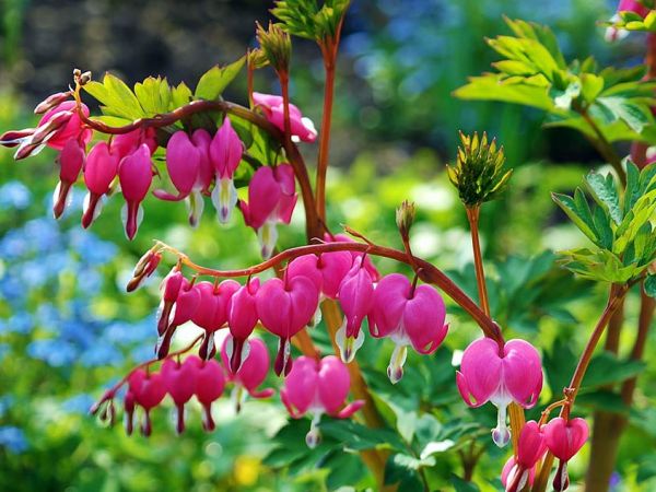 Professionellen Gartenpflege in Frankfurt Wir machen Ihren Garten frühlingsfit